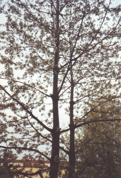 baum