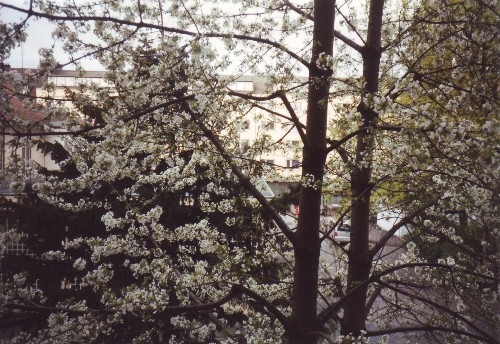 Baum